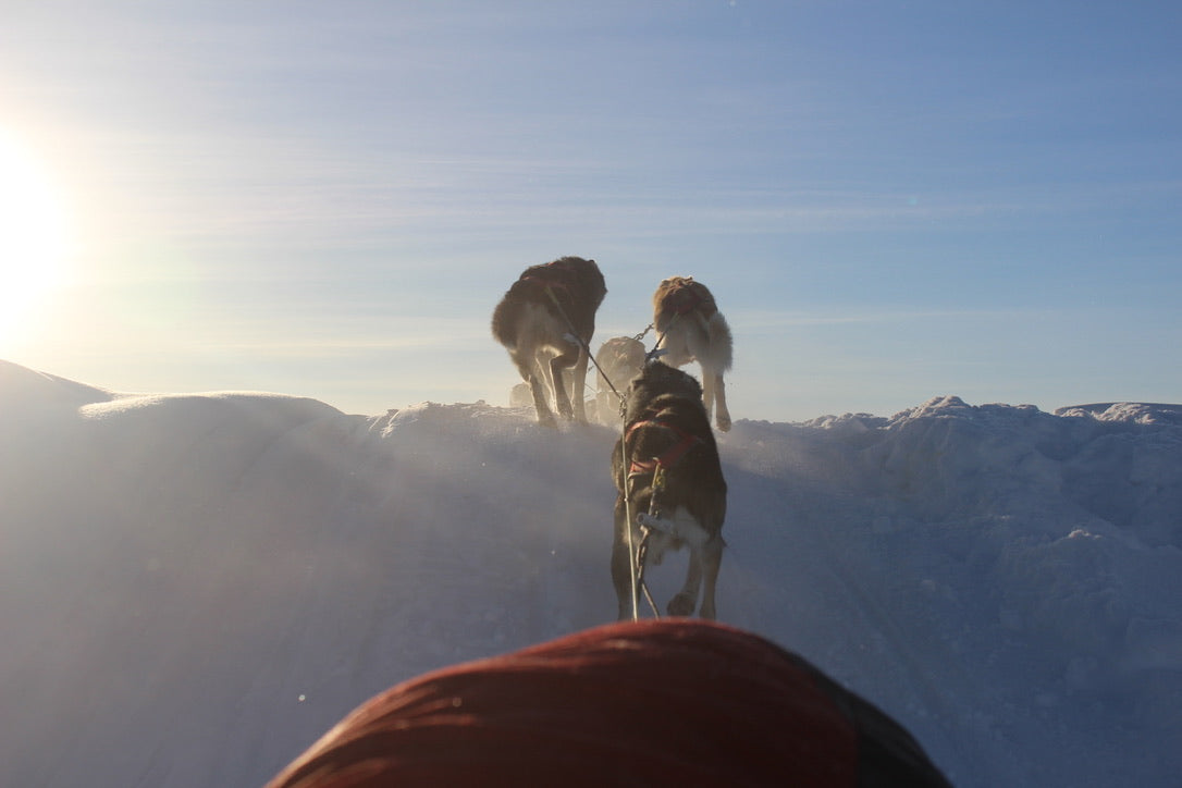 Across the Trail: Lessons from Dogs, the Snow, and the Finish Line